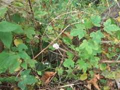 Convolvulus arvensis