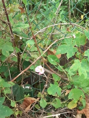 Convolvulus arvensis