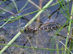 Somatochlora albicincta