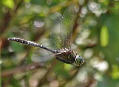 Somatochlora albicincta