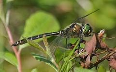 Somatochlora albicincta