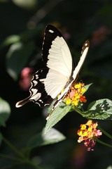 Papilio dardanus