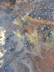 Baccharis spartioides