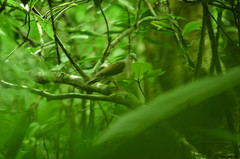 Leptotila plumbeiceps