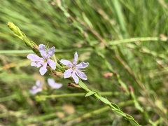 Lythrum californicum