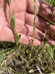 Lythrum californicum