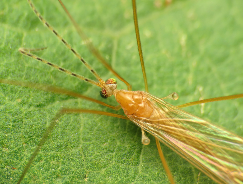 Atarba picticornis