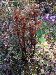 Orobanche minor