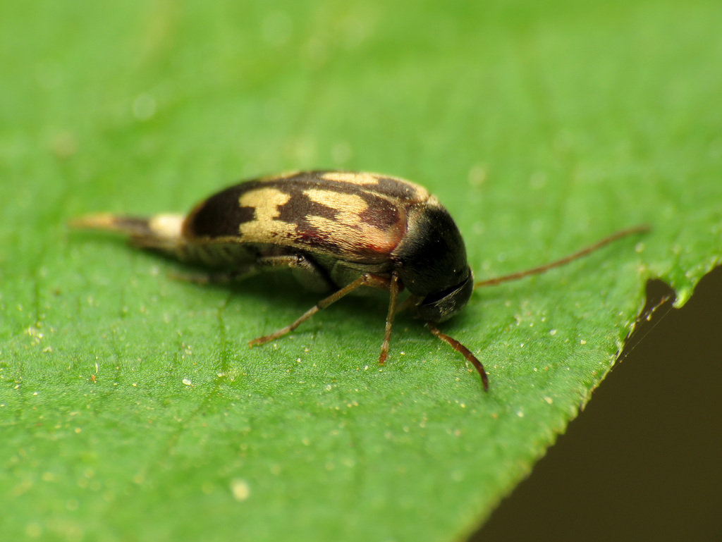 Falsomordellistena bihamata