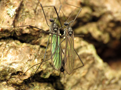 Gnophomyia tristissima