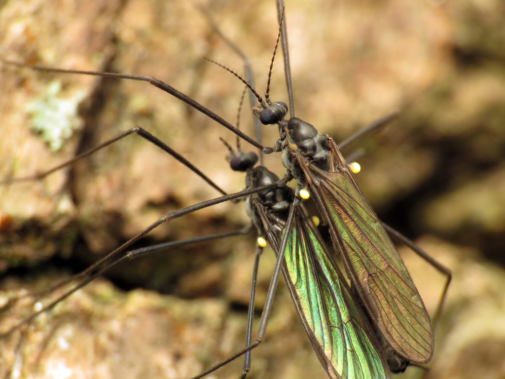 Gnophomyia tristissima