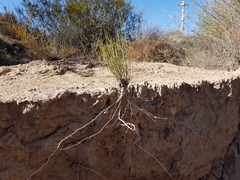 Baccharis spartioides