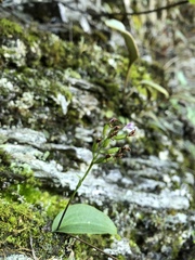 Hemipilia gracilis