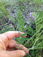 Astragalus laxmannii