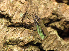 Gnophomyia tristissima