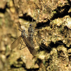 Gnophomyia tristissima