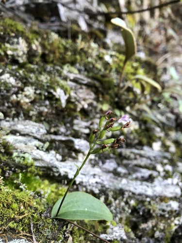 Amitostigma gracile iNat (2)