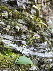 Hemipilia gracilis
