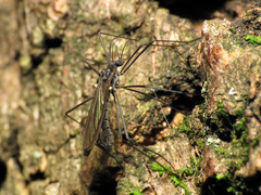 Gnophomyia tristissima
