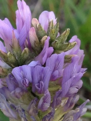 Astragalus laxmannii