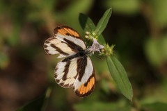 Colotis euippe