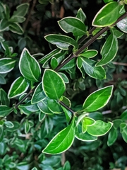 Serissa