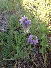 Astragalus laxmannii