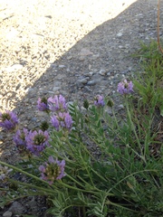 Astragalus laxmannii