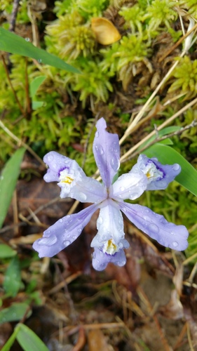 dwarf crested iris