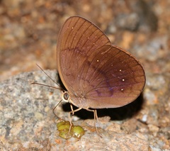 Faunis canens arcesilas