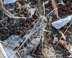 Calliptamus barbarus