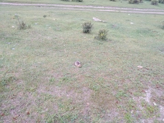 Urocitellus undulatus