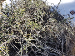 Brachyclados lycioides