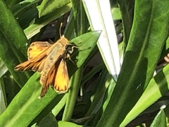 Hylephila phyleus