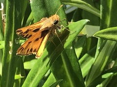 Hylephila phyleus