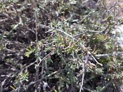 Brachyclados lycioides