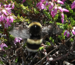 Bombus cryptarum