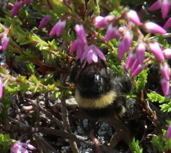 Bombus cryptarum