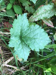 Rubus saxatilis