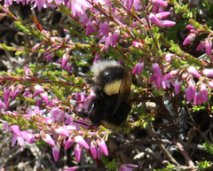 Bombus cryptarum