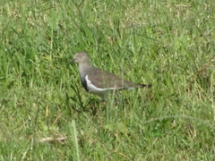 Vanellus melanopterus minor