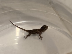 Sceloporus occidentalis
