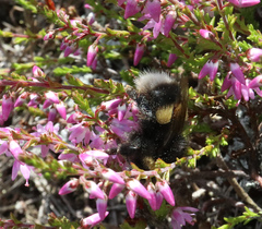 Bombus cryptarum