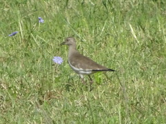 Vanellus melanopterus minor