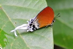 Eooxylides tharis distanti