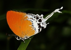 Eooxylides tharis distanti