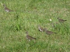 Vanellus melanopterus minor