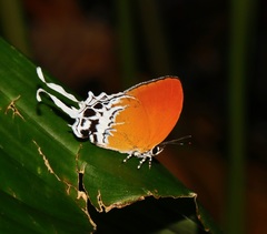 Eooxylides tharis distanti