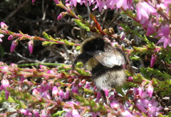 Bombus cryptarum