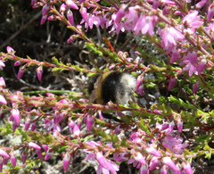 Bombus cryptarum